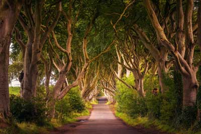 customised-itineries-dark-hedges Premier Tours Ireland dark hedges link